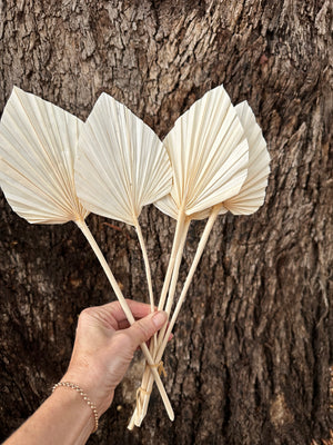 Palm  - Thin Stem Spear - Bleached Off White - 1 Stem