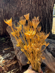 Nigella Pods - Natural
