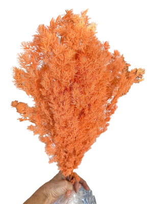 Ming Fern - Orange Burst