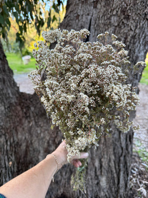 Verticordia Densiflora - Natural