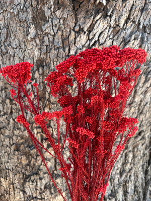 Rice flower - Ruby Red