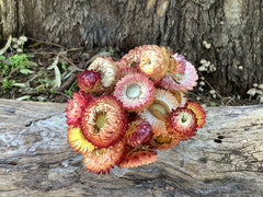 Everlastings/Straw Flowers - Mixed Clours