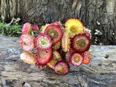 Everlastings/Straw Flowers - Mixed Clours