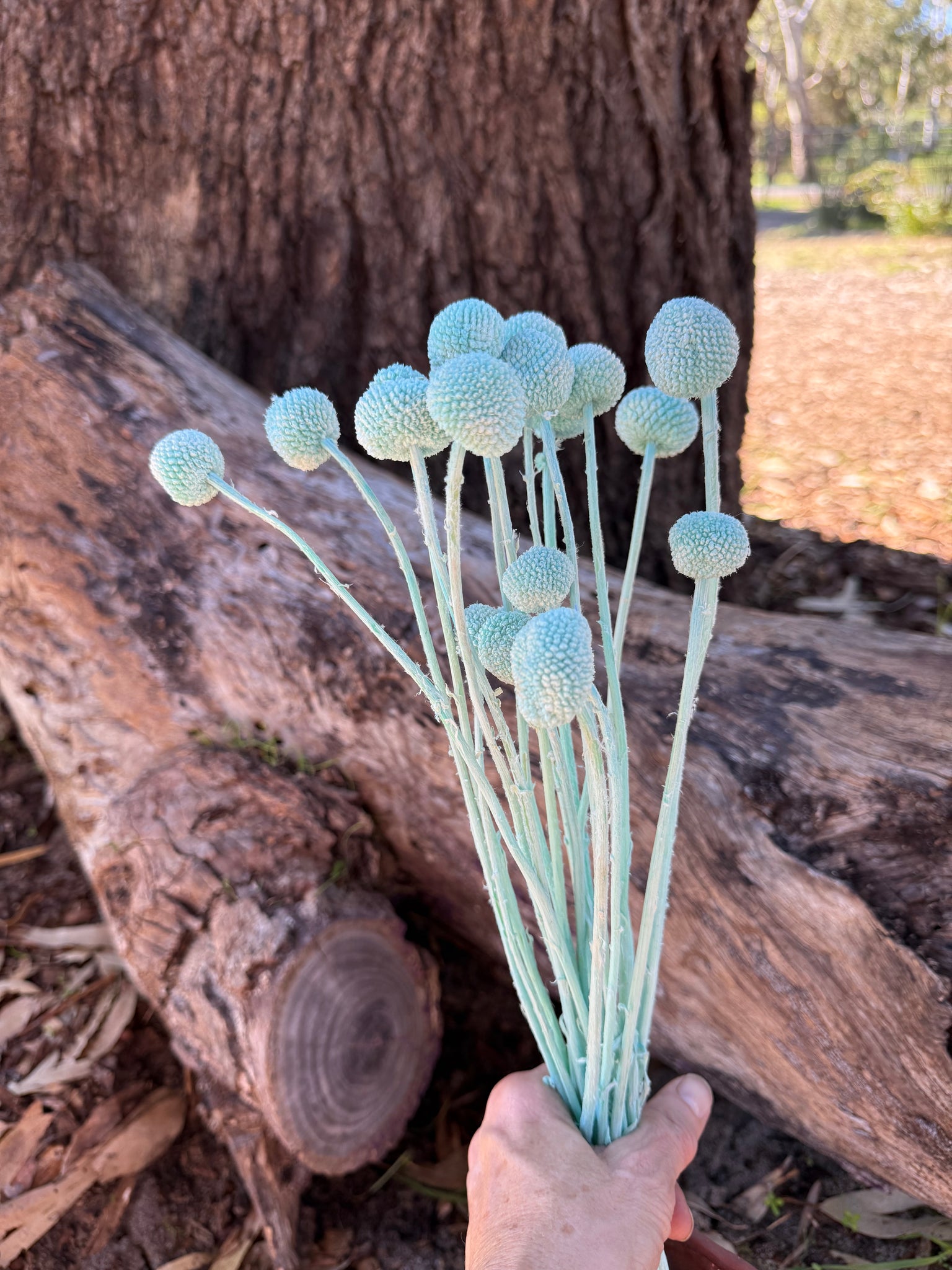 Billy Buttons - Pastel Turquoise Blue