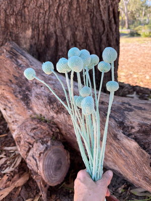 Billy Buttons - Pastel Turquoise Blue