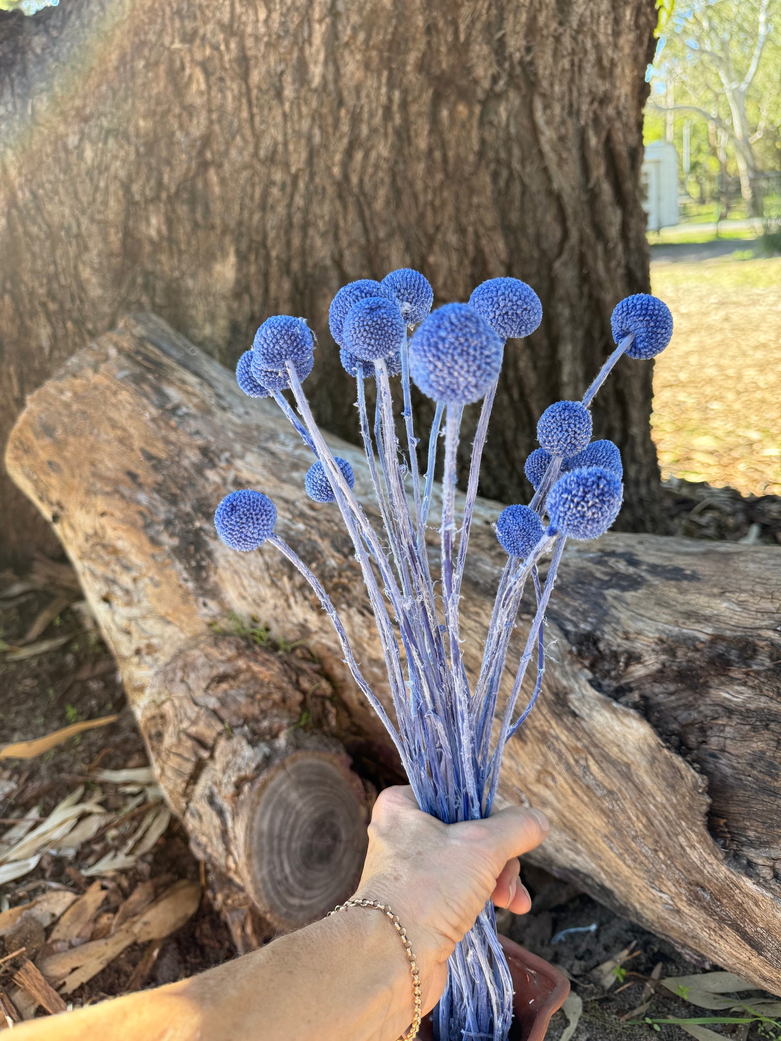 Billy Buttons  - Cobalt Blue
