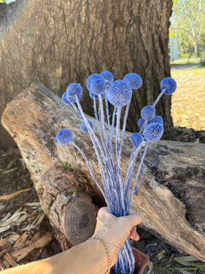 Billy Buttons  - Cobalt Blue