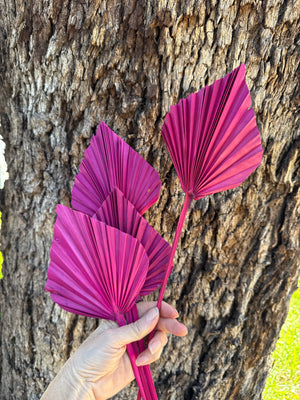 Palm - Thin Stem Spear -Hot Pink - 1 Stem