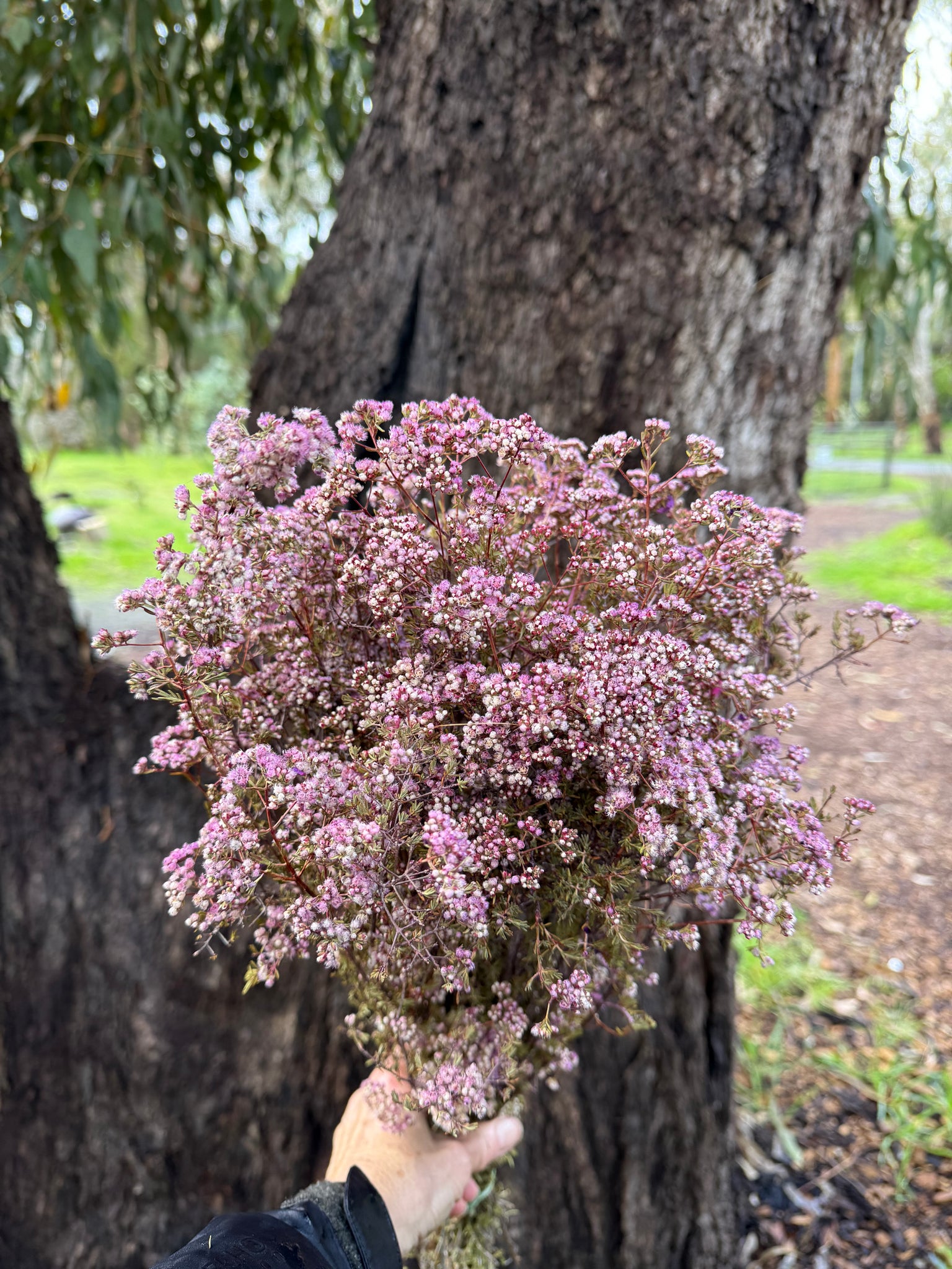 Verticordia Densiflora - Soft Pink