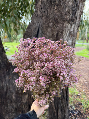 Verticordia Densiflora - Soft Pink