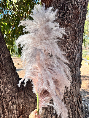 Pampas 2025 - Fluffy Heads- GIANT natural Pink Mauve