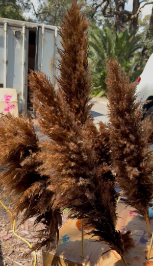 Pampas - Fluffy Heads- Large 60-70cms - Chocolate Brown