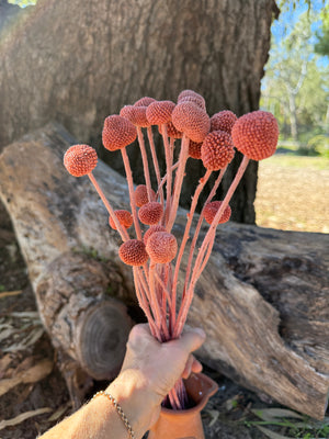 Billy Buttons  - Chestnut Brown