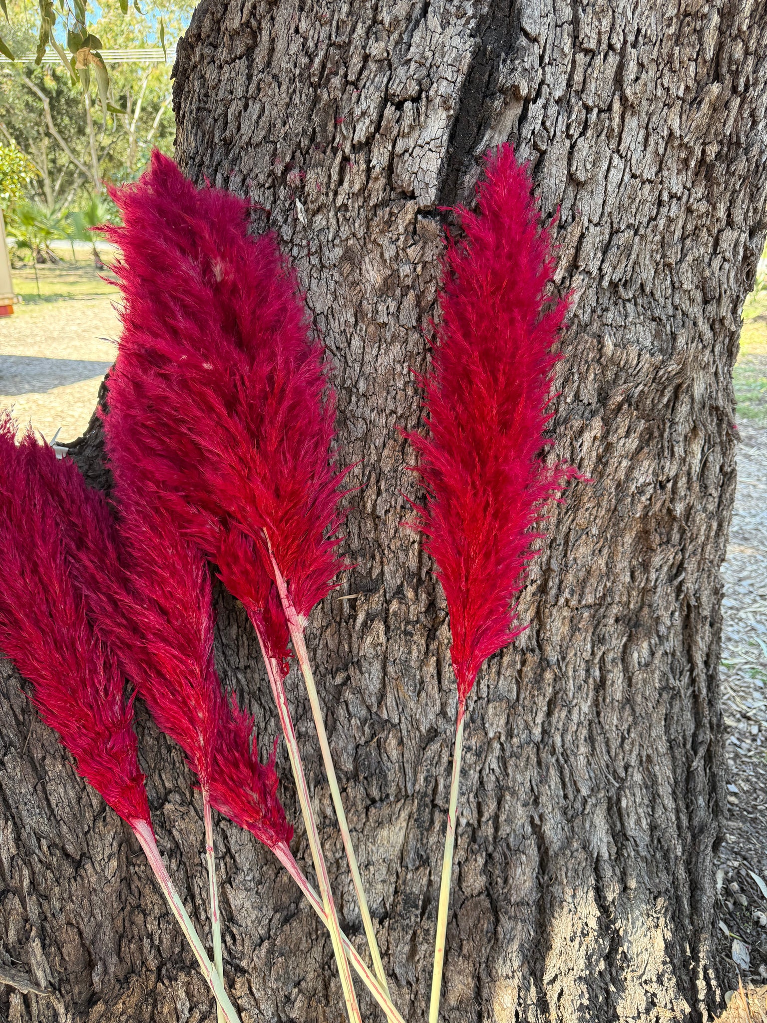 Pampas - Red