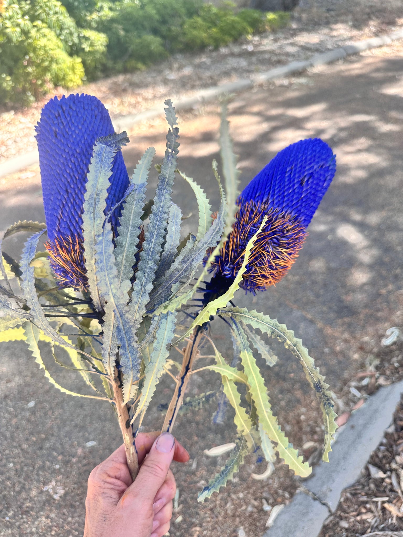 Banksia Prionotes - Cobalt Blue - new season