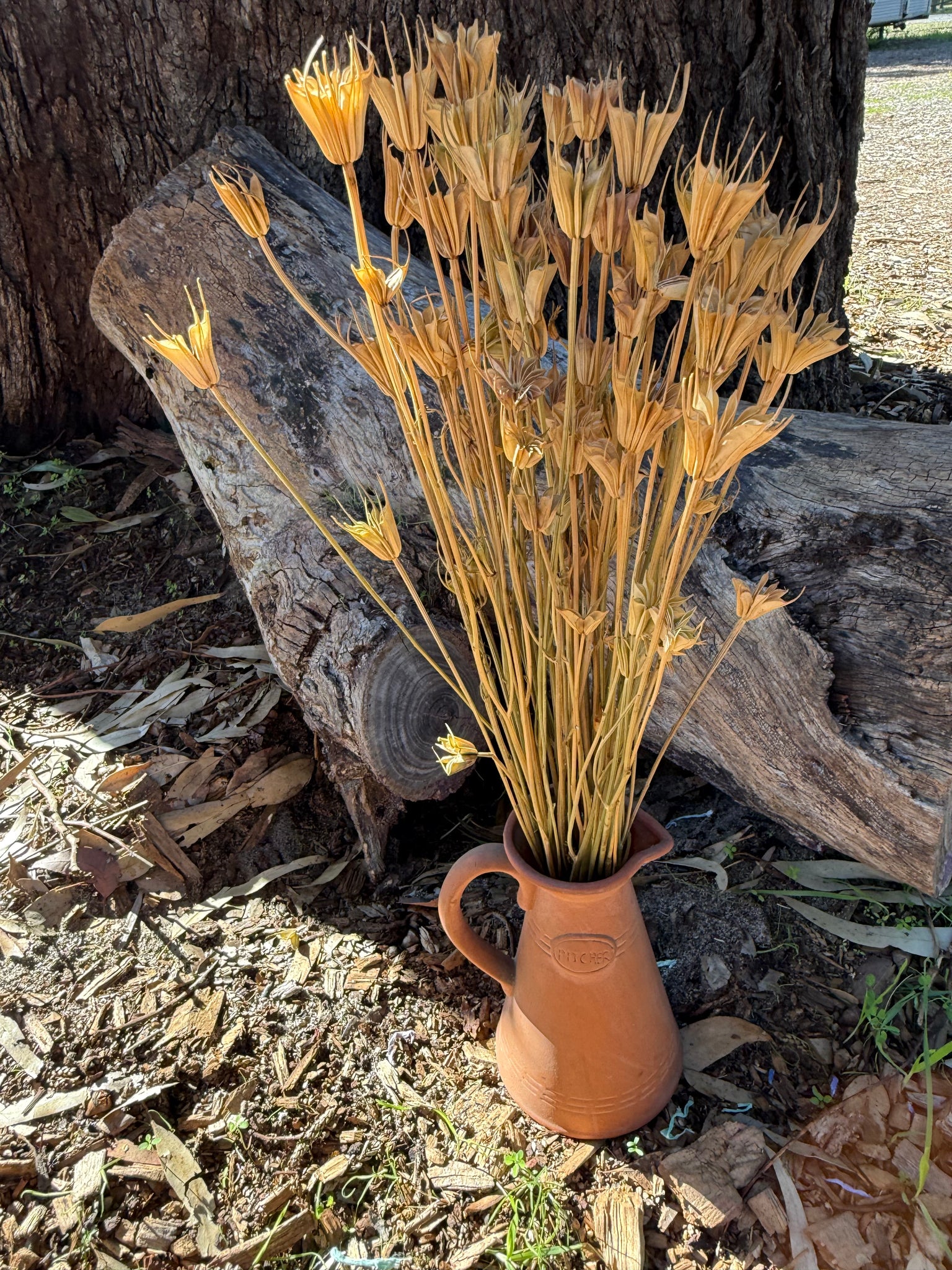 Nigella Pods - Natural