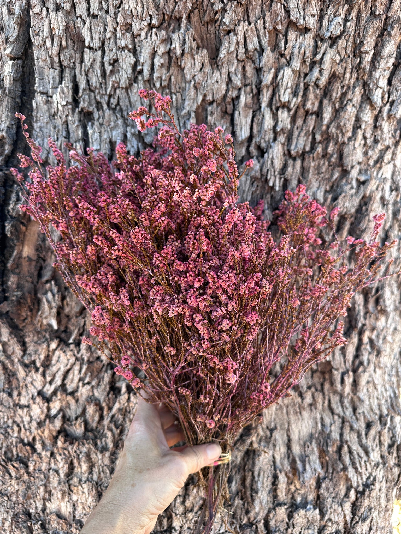 Scholtzia - Preserved - Pretty Pink
