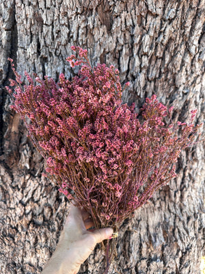Scholtzia - Preserved - Pretty Pink