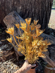Nigella Pods - Natural