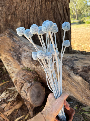 Billy Buttons - Soft Blue