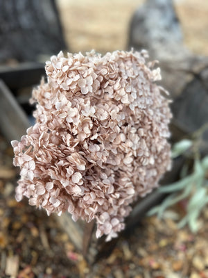 Hydrangea -  Pale Nude Beige