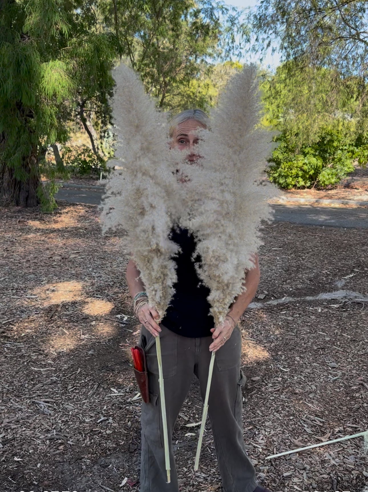 Pampas 2025 - Fluffy Heads- GIANT