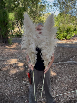 Pampas 2025 - Fluffy Heads- GIANT