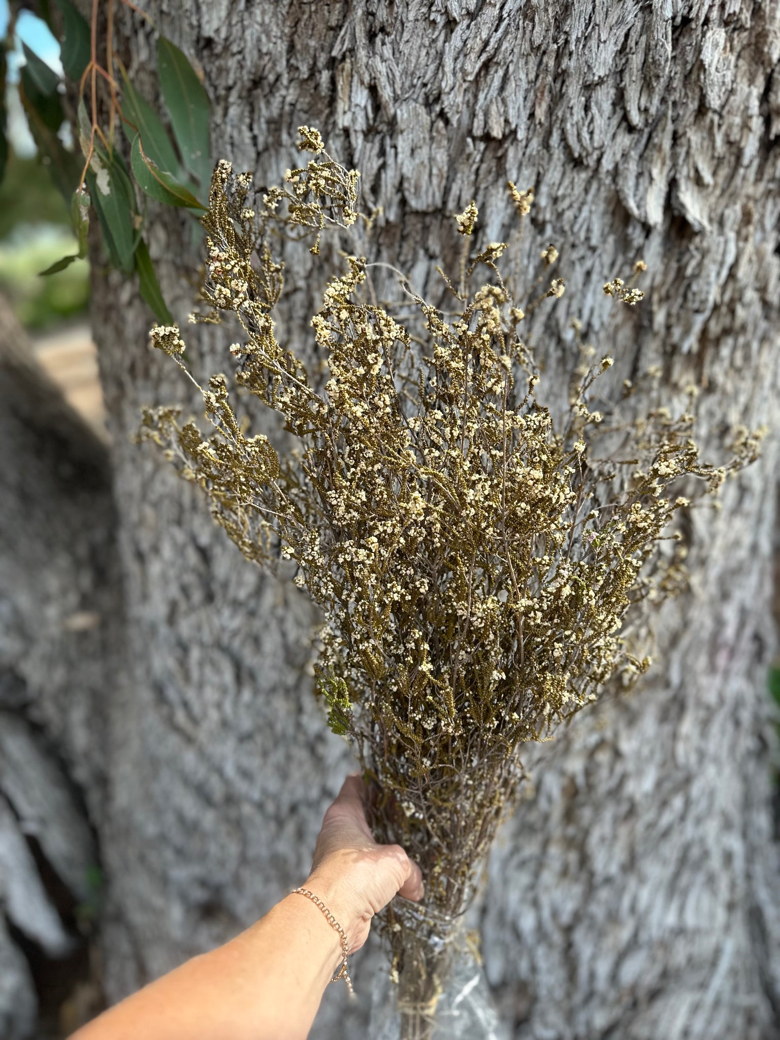 Scholtzia - Preserved - Natural Linen - Amazing Filler