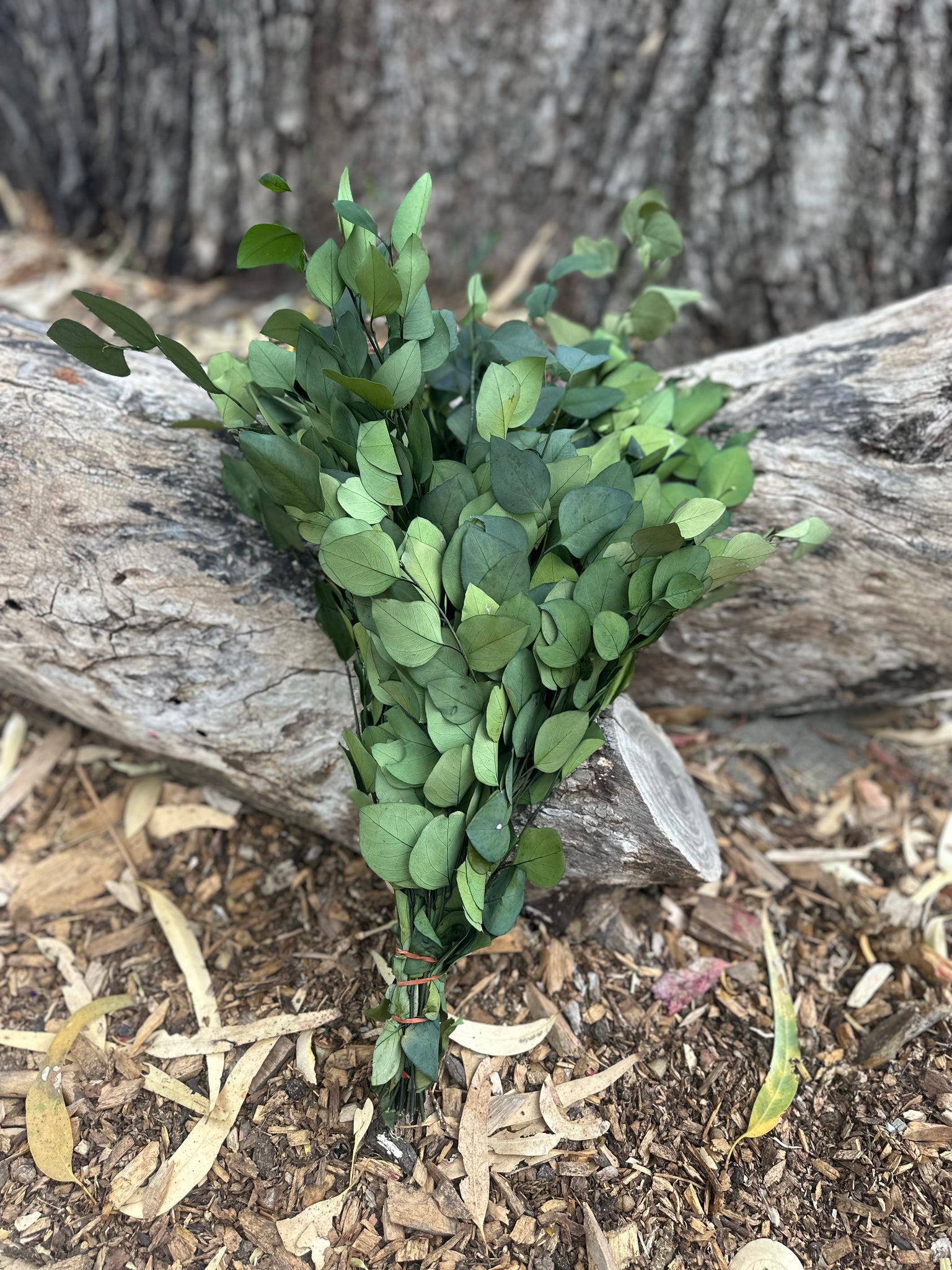 Gum - Eucalyptus - Sugar Gum (Small Leaf) - PRESERVED - Green