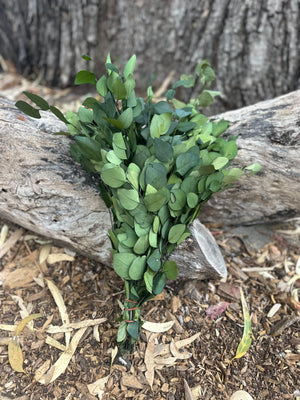 Gum - Eucalyptus - Sugar Gum (Small Leaf) - PRESERVED - Green