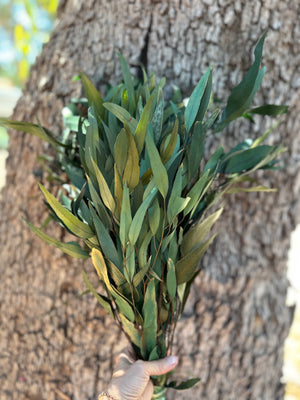 Gum - Eucalyptus - Sugar Gum (Long Leaf)- PRESERVED Green