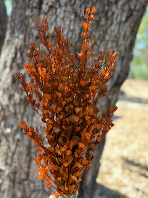 Templetonia - Preserved - Burnt Orange