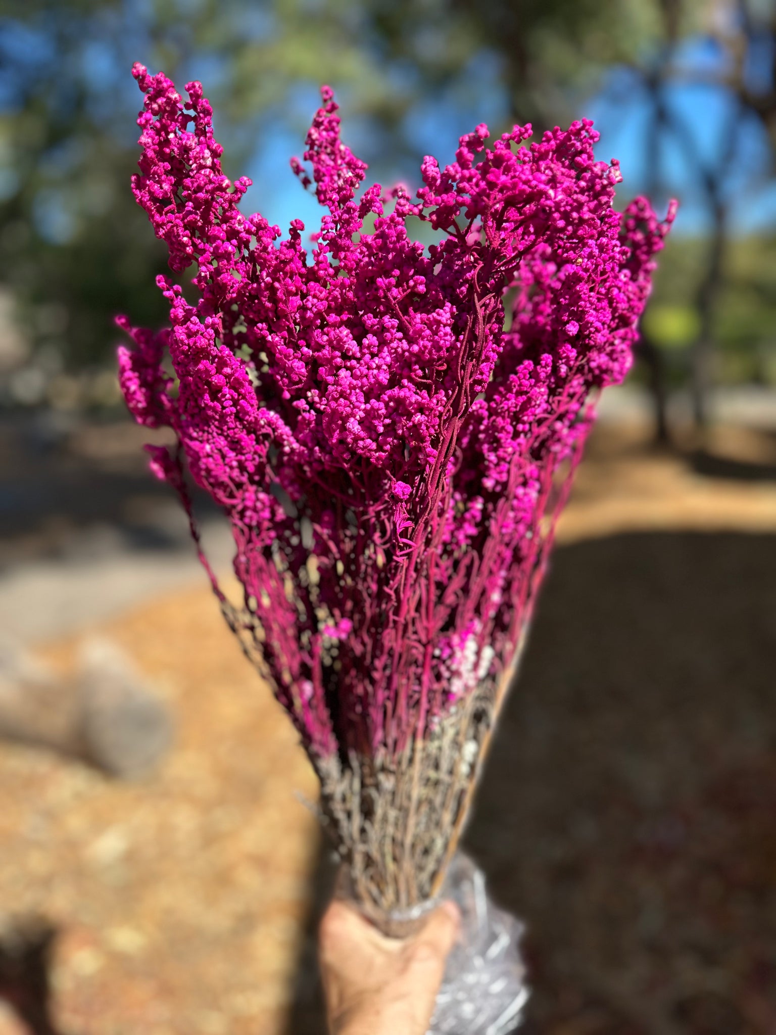Sago Preserved - Magenta Pink