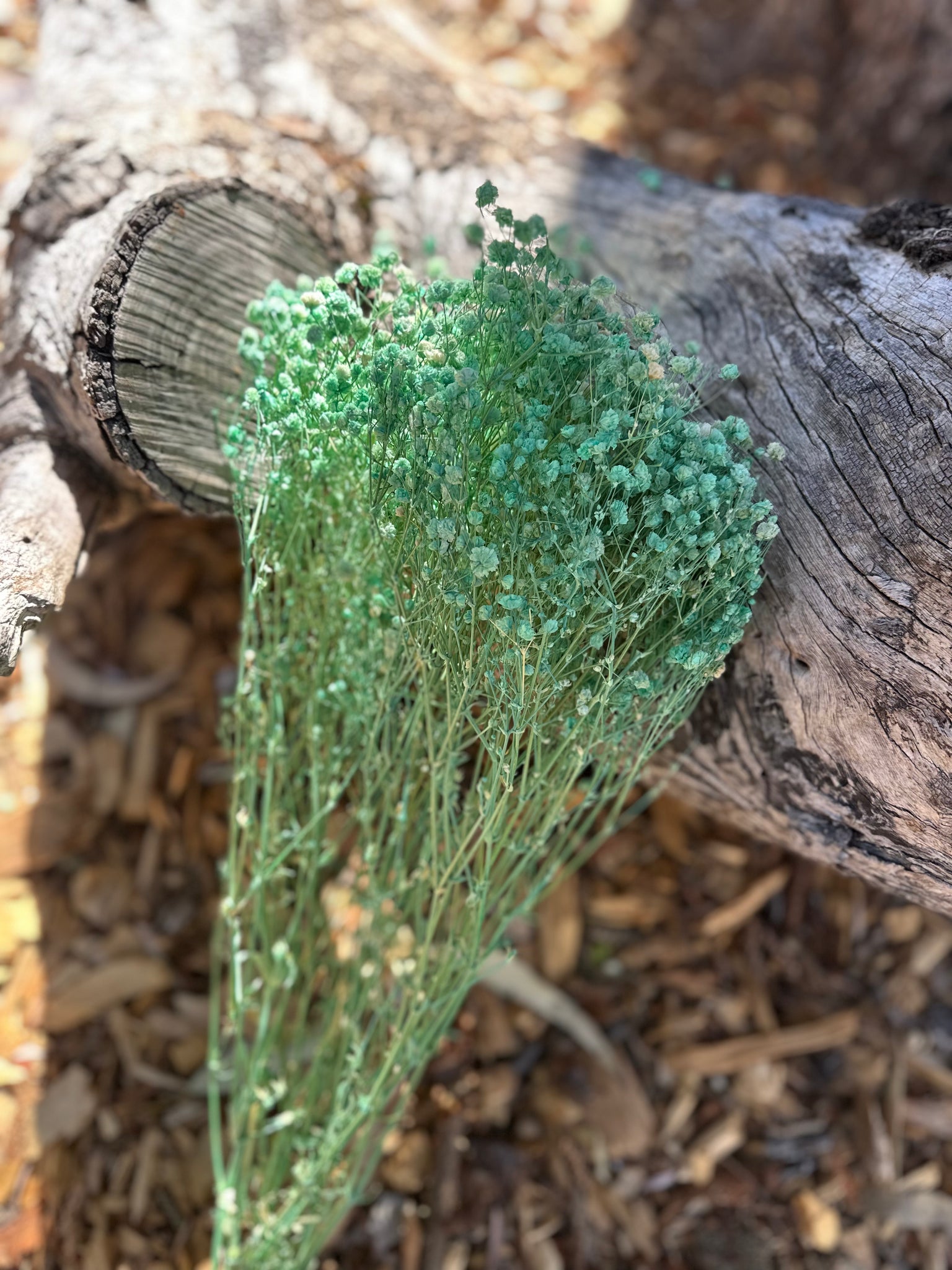 Baby’s Breath - Gypsophila Preserved - Mint Green