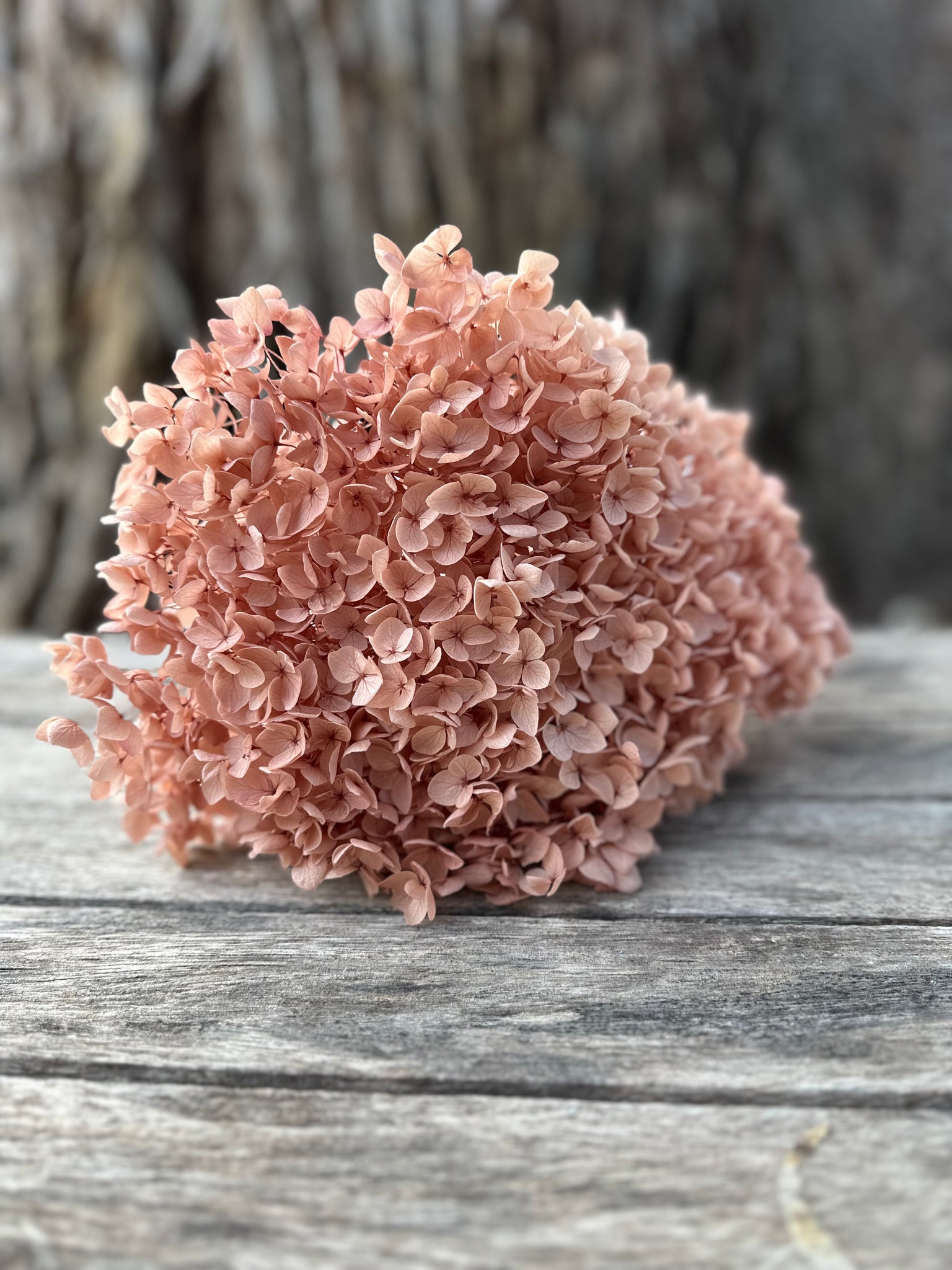 Hydrangea - Nudie Pink