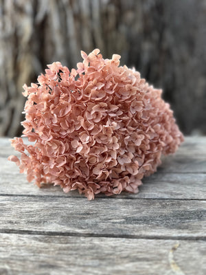 Hydrangea - Nudie Pink