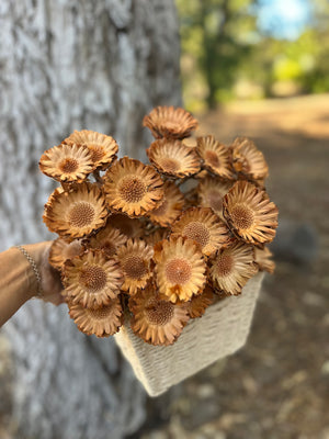 Protea Compacta Rosetta - 1 Stem