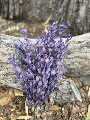 Templetonia - Preserved -Lilac Purple