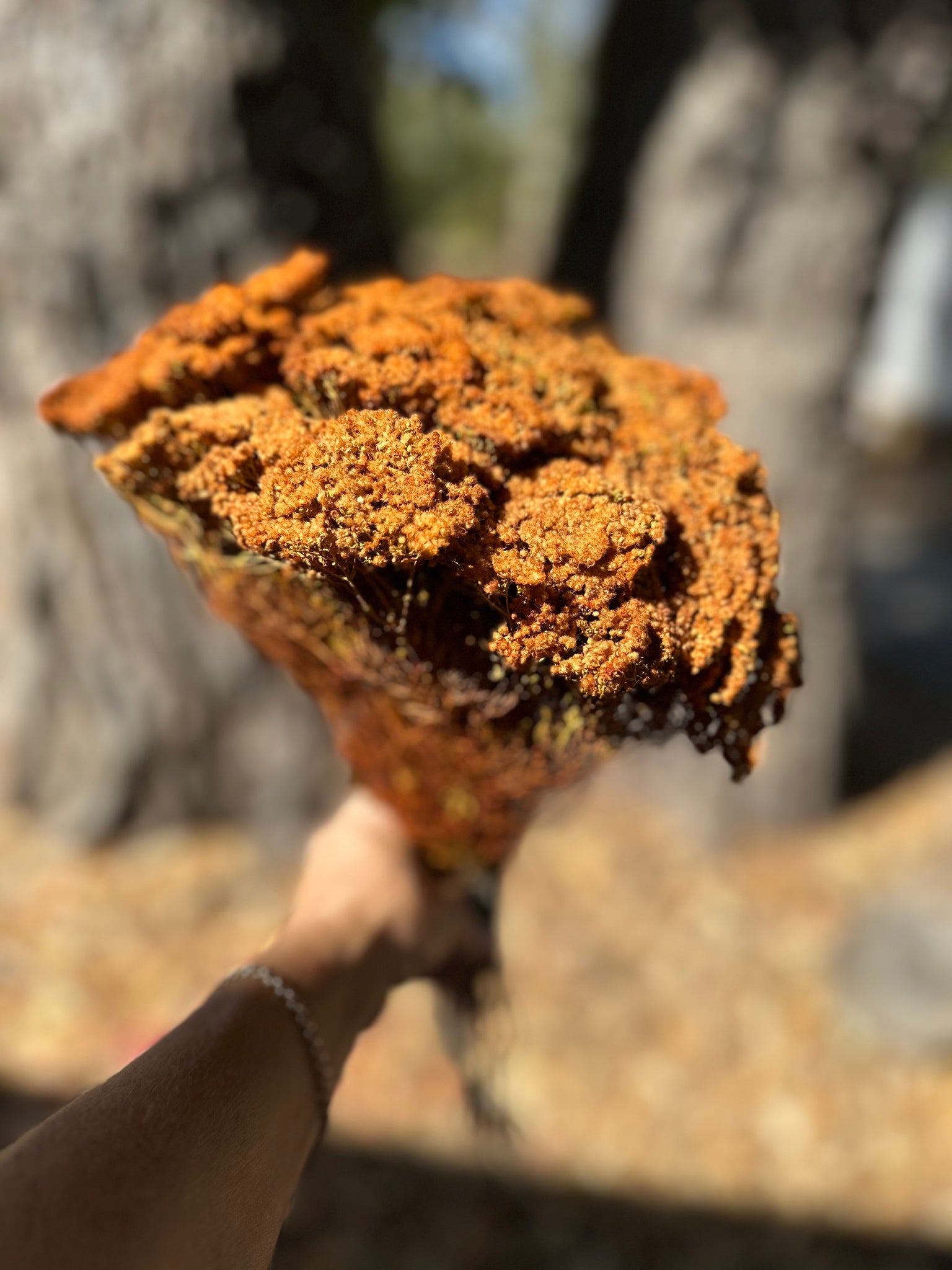 Brownii/Verticordia PRESERVED - Autumn Orange Tones