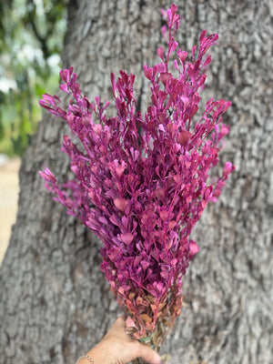 Templetonia - Preserved Sweet Pink