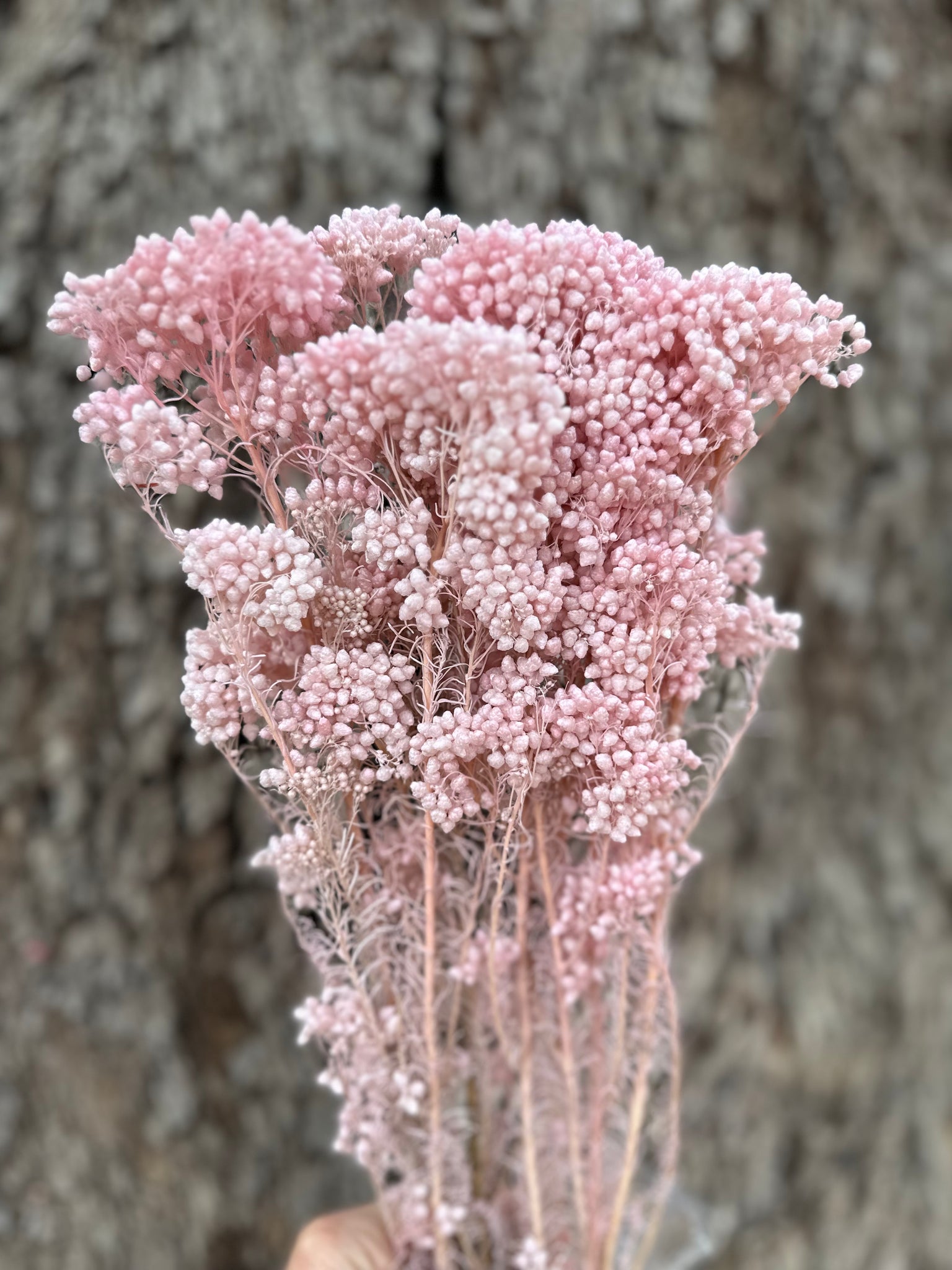 Rice flower - Pastel Pink