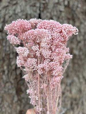 Rice flower - Pastel Pink
