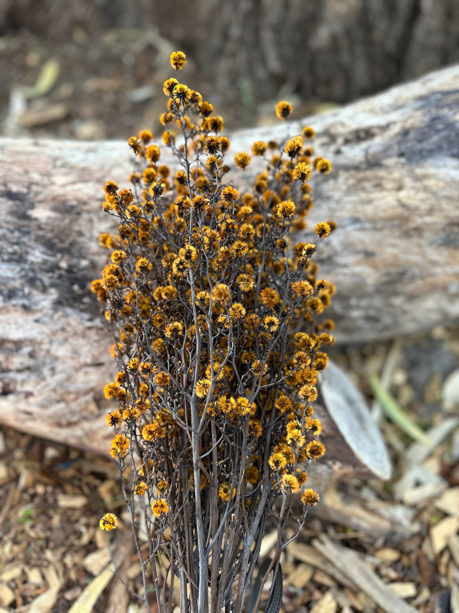 Stirlingia Flower - PRESERVED - Mustard Yellow tones