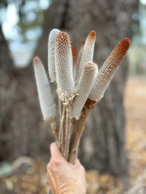 Banksia Candles - Dried - Bunch 5