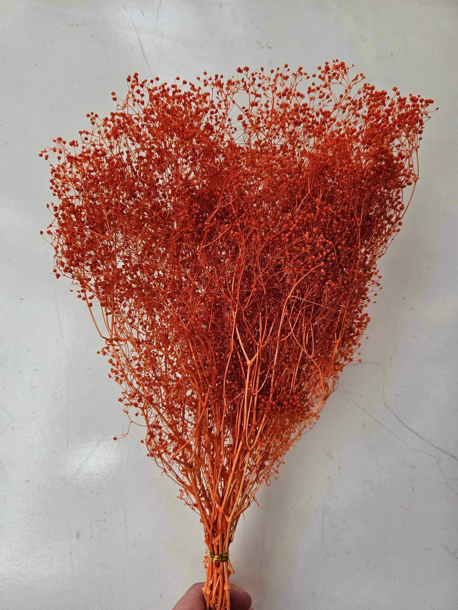 Baby’s Breath/Japanese - Retro Orange