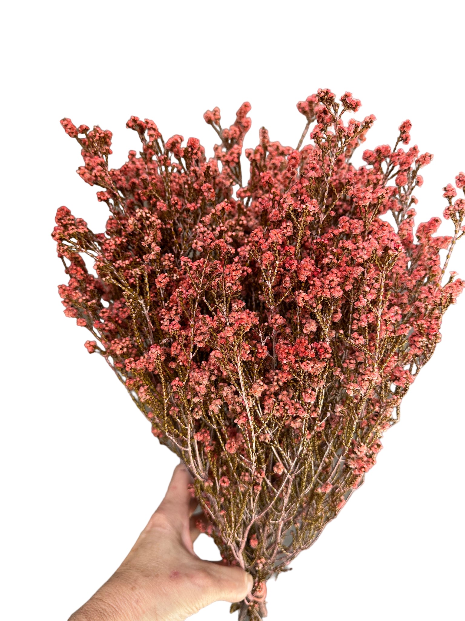 Scholtzia Flower - Preserved - Raspberry Pinky Red