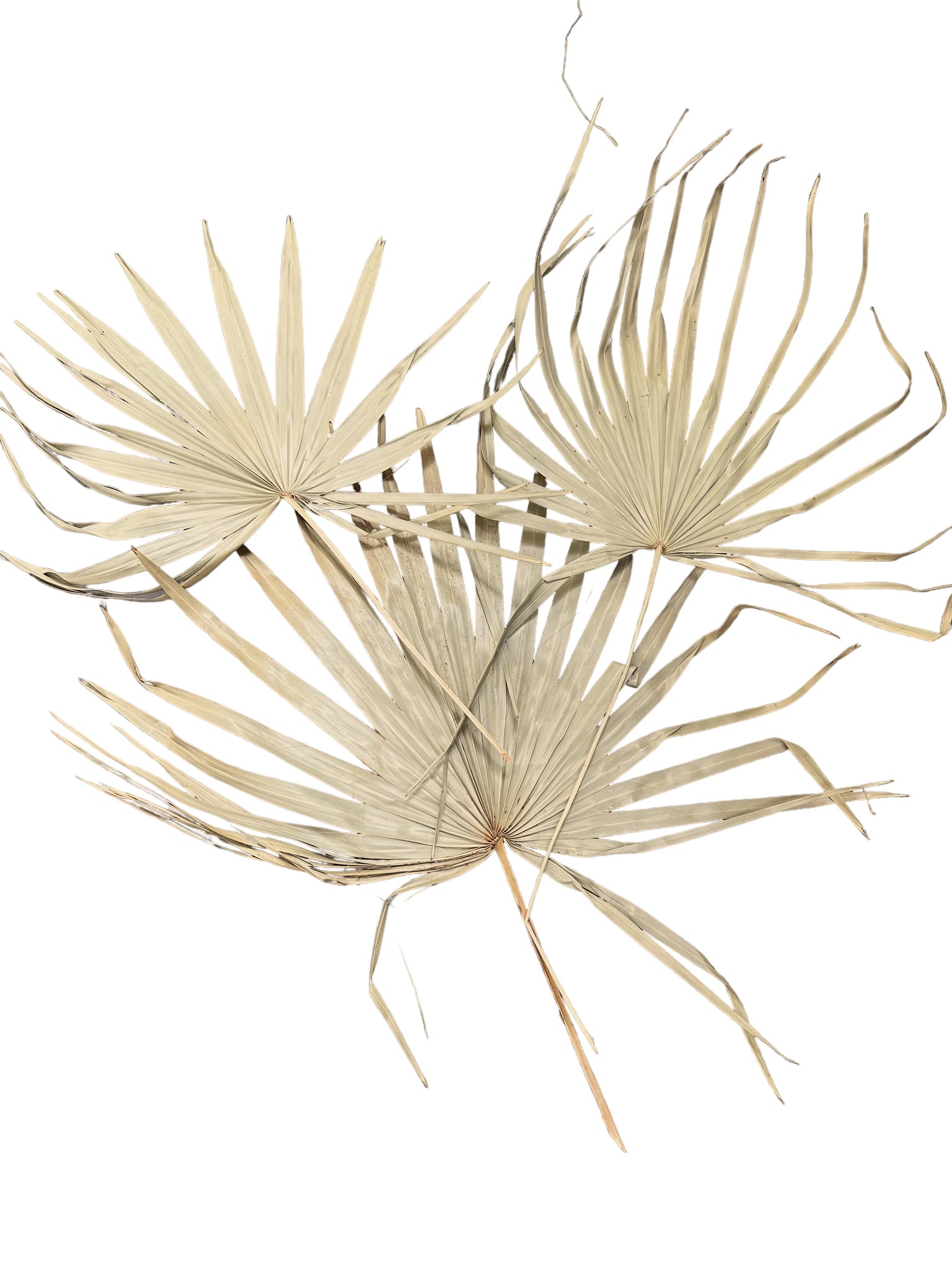 Palm - Messy Uncut - Natural - 1 Stem