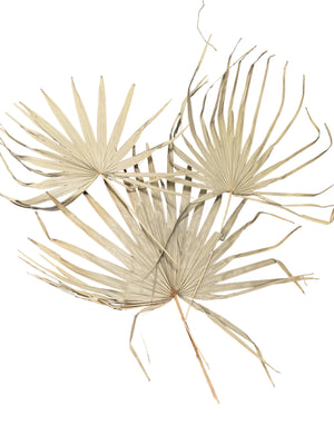 Palm - Messy Uncut - Natural - 1 Stem