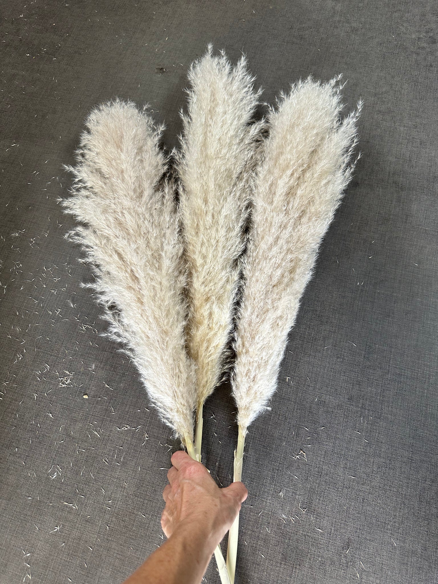 Pampas - Fluffy Heads - Regular approx 50-60cm