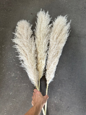 Pampas - Fluffy Heads - Regular approx 50-60cm